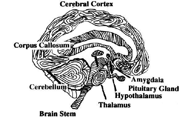 spanking-hormones-Brain